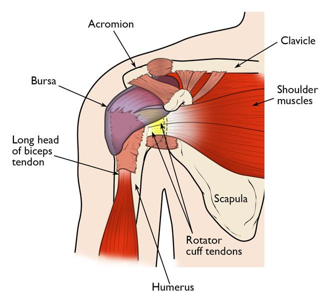 shoulder tear treatment with stem cells in mexico